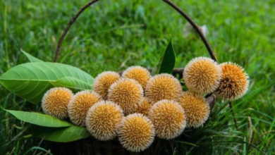 Photo of ब्लड शुगर कंट्रोल व स्पर्म काउंट बढ़ाने के लिए खाएं ये फल