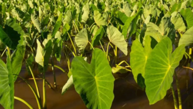 Photo of अरबी के पत्तों में छिपा है सेहत का खजाना,जानें