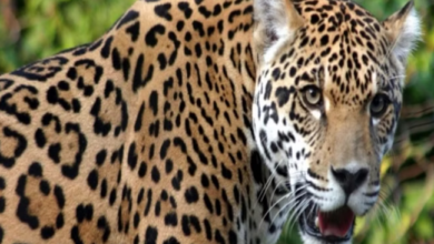 Photo of खटीमा :रात को सो रहे तीन लोगों पर गुलदार ने किया हमला