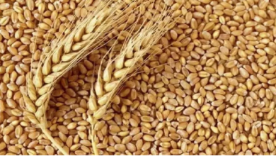 Photo of खाद्य महंगाई को लेकर सरकार सतर्क,गेहूं, प्याज, चीनी के निर्यात पर जारी रहेंगे प्रतिबंध…