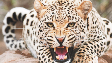 Photo of सावधान…देहरादून की गलियों में घूम रहा गुलदार,पुलिस ने किया अलर्ट