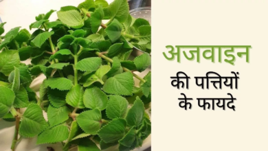 Photo of सुपरफूड से कम नहीं है अजवाइन की पत्तियां,सेहत के लिए होती है बेहद फायदेमंद!