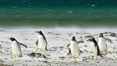 Photo of अंटार्कटिका में बढ़ा बर्ड फ्लू वायरस का खतरा