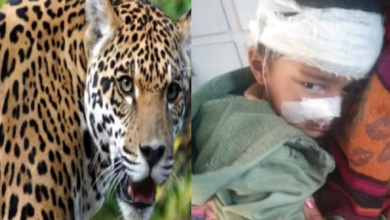 Photo of रुद्रप्रयाग: पांच साल के बच्चे पर गुलदार ने किया हमला