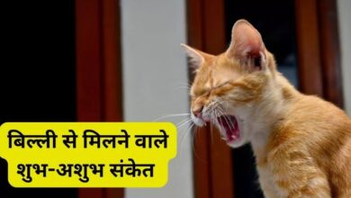 Photo of बिल्ली का रोना शुभ होता है या अशुभ, जानें इसके बारे में
