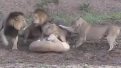 Photo of भारत सहित पांच देश इंटरपोल के जरिये रोकेंगे वन्यजीव तस्करी