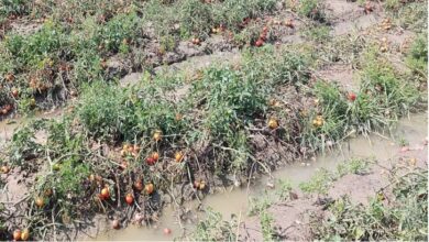 Photo of हरियाणा : बारिश और ओलावृष्टि से पहुंचा भारी नुकसान,सड़ने लगी सब्जियां