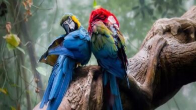 Photo of यूरोप में पैरेट फीवर का कहर, पांच लोगों की गई जान