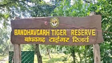 Photo of मध्यप्रदेश: बांधवगढ़ टाइगर रिजर्व में बाघों की मौत की होगी जांच