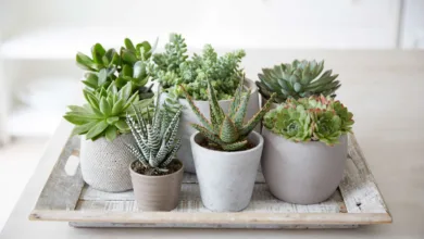 Photo of जानिये, कितने हेल्थी हैं आपके सक्युलेंट्स ?