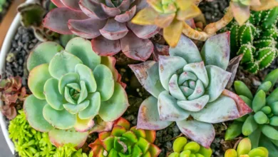 Photo of Succulents for Homes and Offices