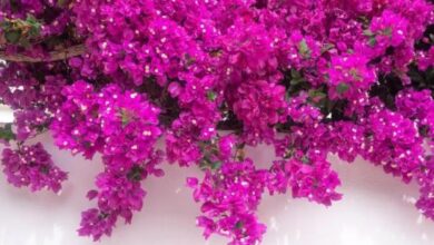 Photo of गर्मियां हैं बोगनवेलिया लगाने का बेस्ट सीजन, लेकिन इन बातों का रखें खास ध्यान