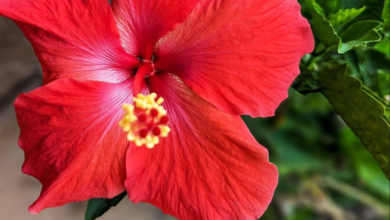 Photo of गुड़हल है गुणों की खान।