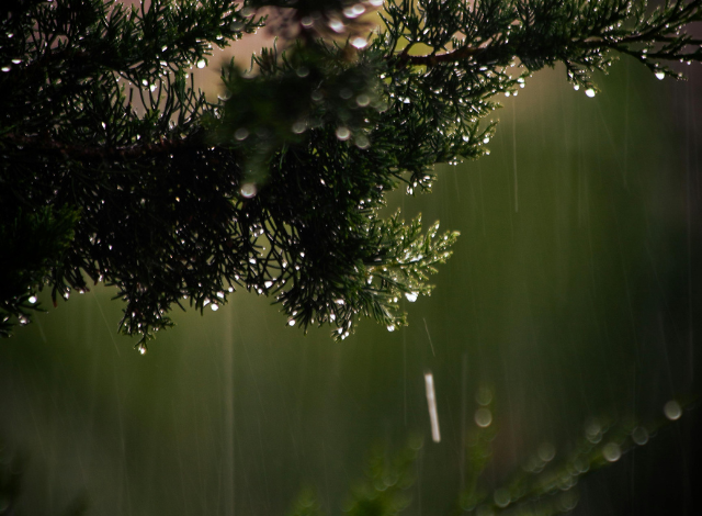 Photo of Beautify your garden before coming monsoon