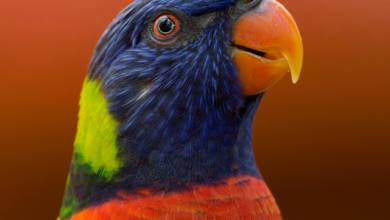 Photo of पहचाने, आस-पास के पक्षी !