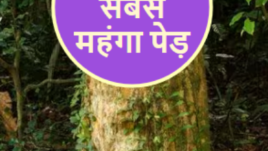 Photo of दुनिया का सबसे महंगा पेड़