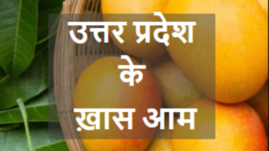 Photo of Best Mangoes from U.P.