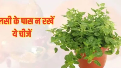 Photo of तुलसी के पास भूलकर भी न रखें ये चीजें, नाराज हो सकती हैं मां लक्ष्मी