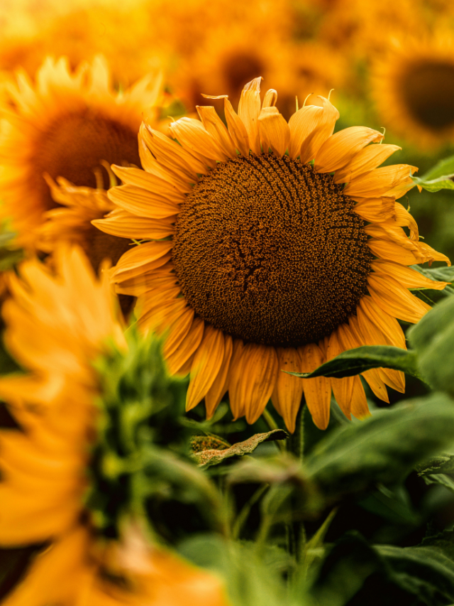 Sunflower: A Mirror of the Sun !