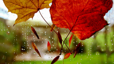 Photo of क्यों अच्छी लगती है, पहली बारिश की महक।