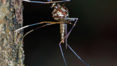 Photo of डेंगू: सतर्क रहें स्वस्थ रहें।