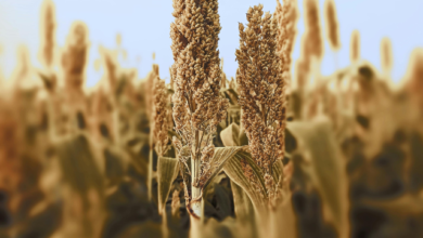 Photo of जानिये अपने मिलेट्स को !