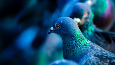 Photo of जानिये कितने खतरनाक हैं कबूतर।